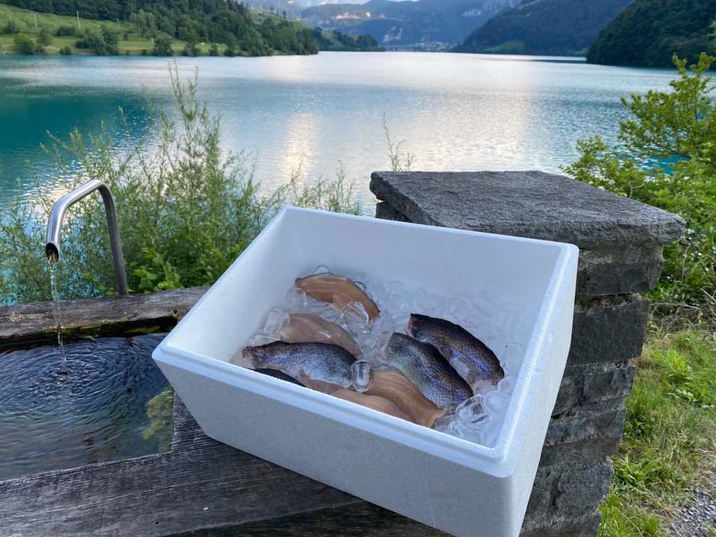 Forellenfilet auf Eis