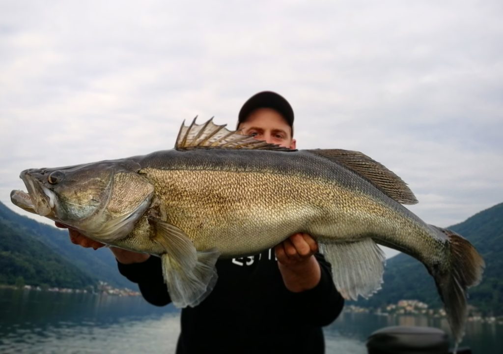 Zanderfischen in der Schweiz