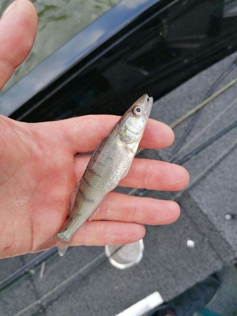 Kleiner Zander
