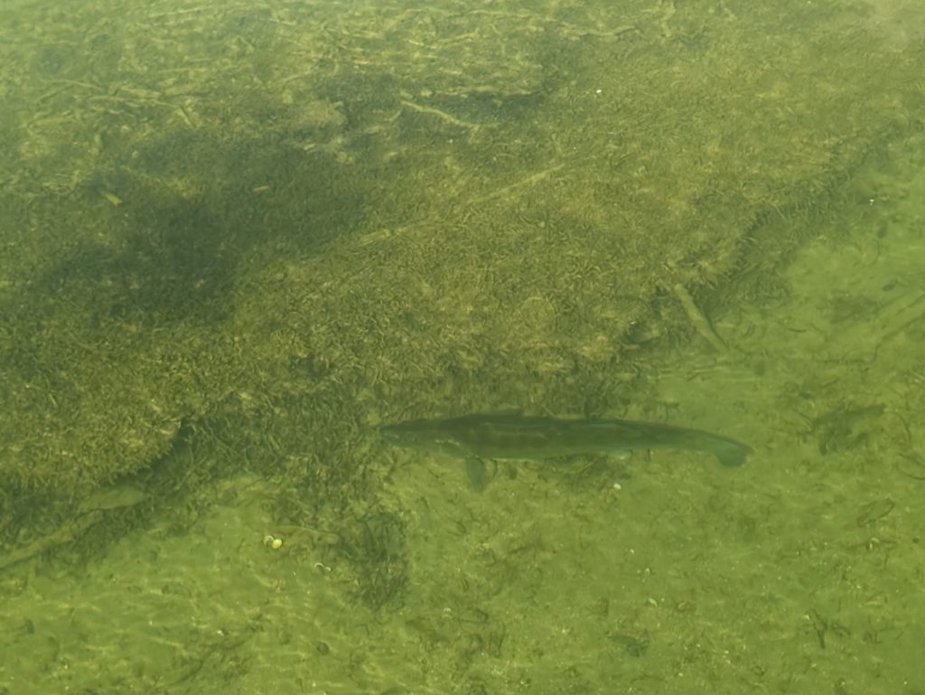 Zander auf Nest, Laichzander