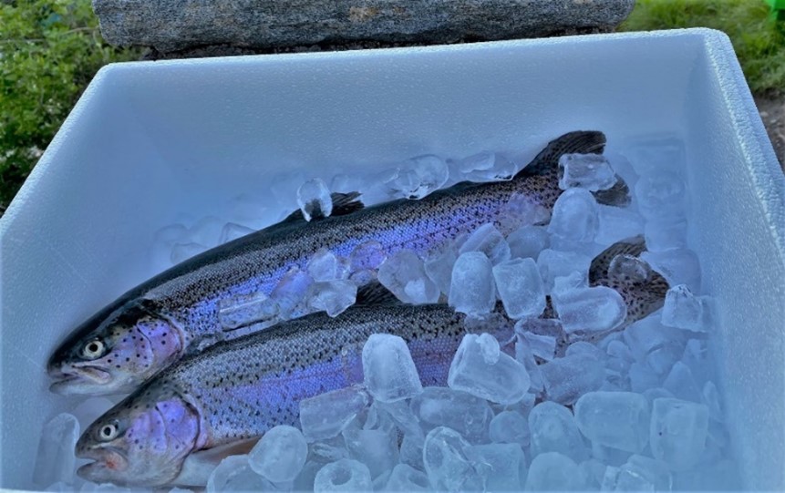 Forellenfischen im Sommer