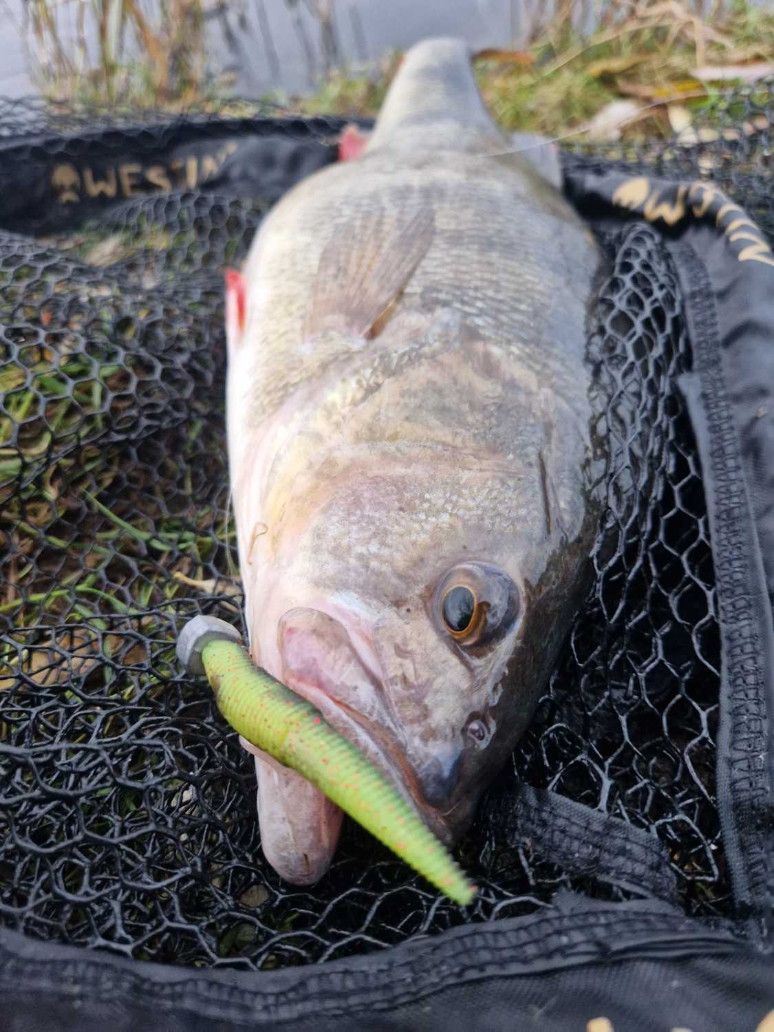 Ned Rig