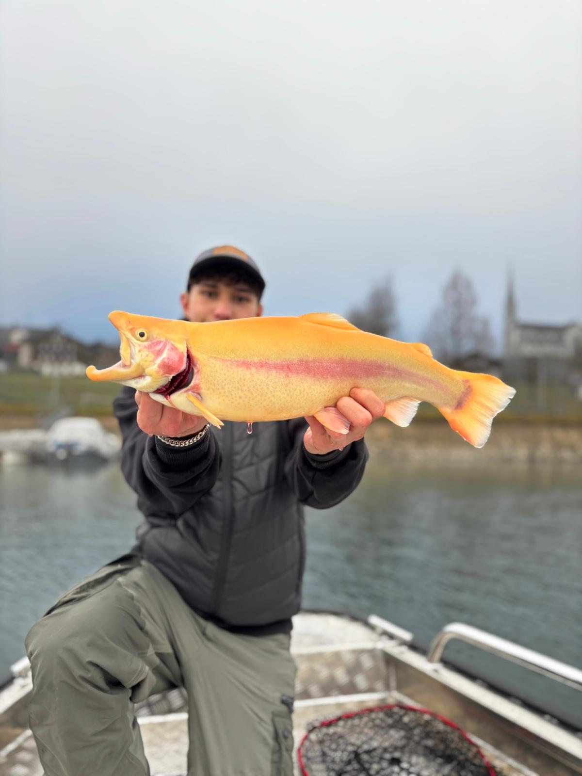 26.12.2025 Elia Güclü Goldforelle 49cm